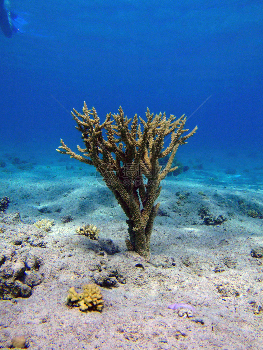 珊瑚树珊瑚红色图片