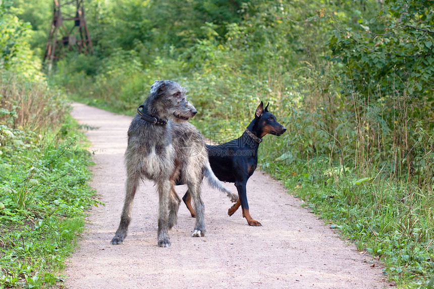 等待狗动物群碎石公园水平动物衬套绿色灰色猎犬黑色图片