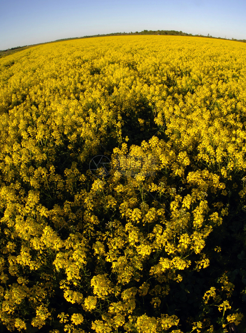 黄花田花朵雏菊植物国家全景土地晴天季节花园地平线图片