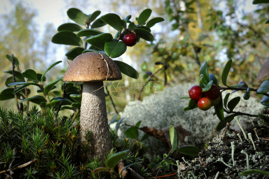 蘑菇 树枝蘑菇和牛莓食物叶子植物水果成长营养宏观荒野桦木饮食图片