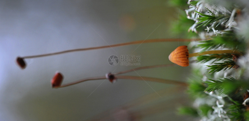 蘑菇和苔沼泽棕色荒野季节木头生活植物森林动物群苔藓图片