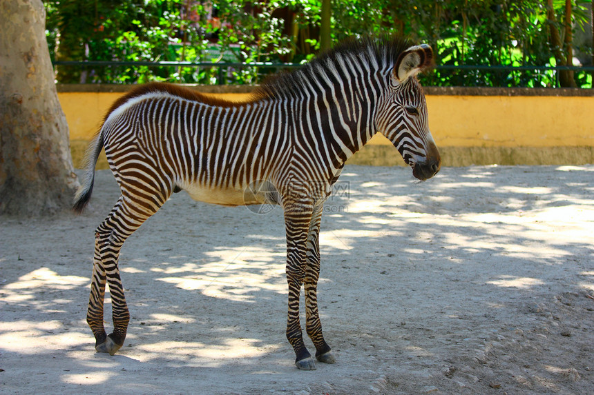 齐布拉站立的可爱婴儿Zebra图片