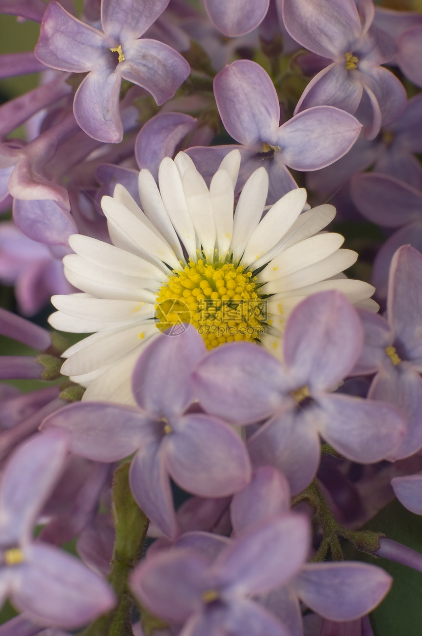 驴子宏观白色植物花束花瓣花朵紫色雏菊植物群花粉图片