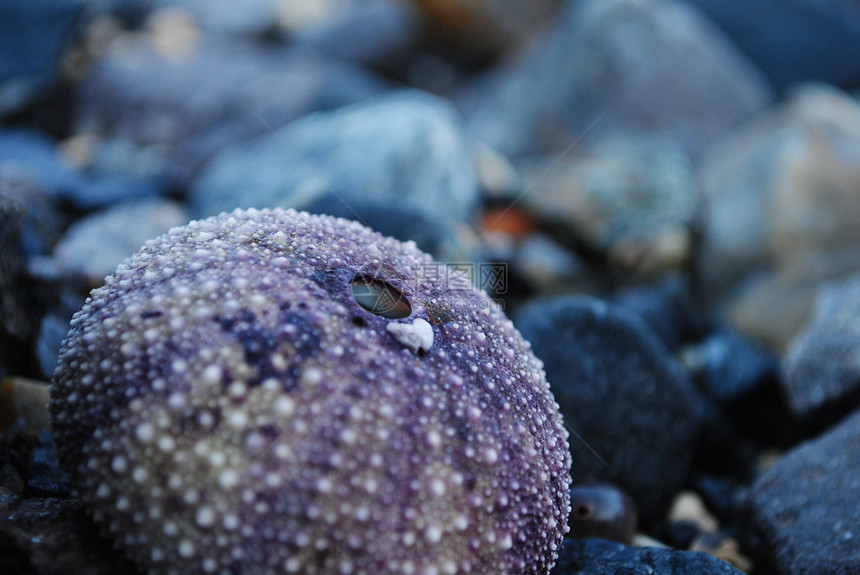 海胆动物海滩舍宾海洋居住生物生活风景海岸图片