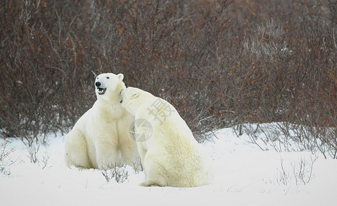 北极熊的冬天北极熊海事运动哺乳动物野生动物苔原栖息地斗争荒野天气食肉背景