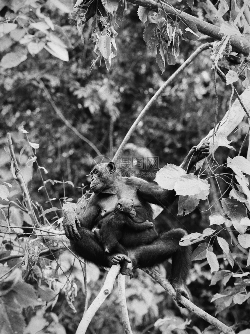波诺博与幼崽灵长类木头孩子思考平底锅荇菜婴儿荒野濒危丛林图片