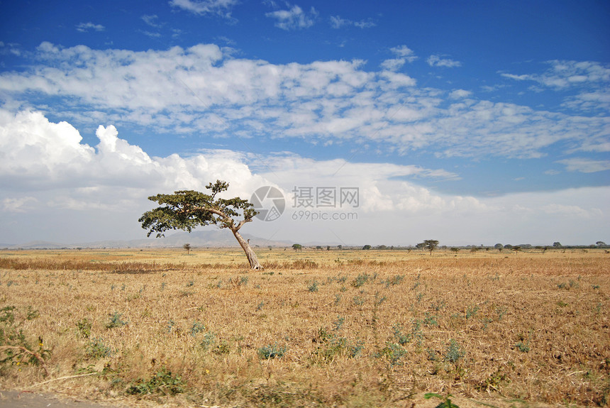 埃塞俄比亚的自然黄色场地天空土地农村绿色晴天图片