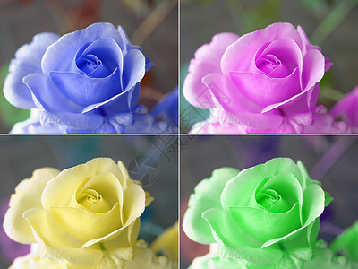 波波美玫瑰花流行流行音乐艺术插图拼贴画花束背景图片