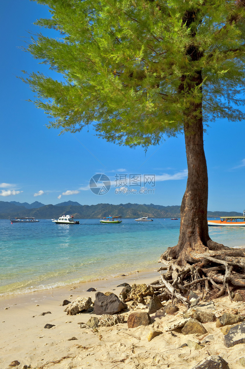 海滩上的树木天堂游客蓝色假期海岸旅行热带岛屿天空树叶图片