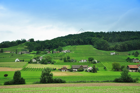 瑞士的一个村庄和葡萄园高清图片