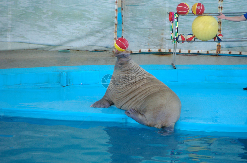 带球的海象灰色乐趣波纹快乐智力哺乳动物海浪生活篮球潜水图片