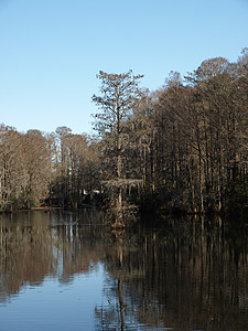 死树苔藓公园植物池塘反射树木背景图片