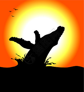 Humpack 鲸鱼跳跃橙子哺乳动物太阳日落黑色背景图片
