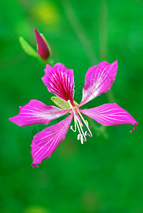 香港紫荆花logo巴比尼亚黑色材料粉色花园紫荆花热带背景植物学植物植物群背景