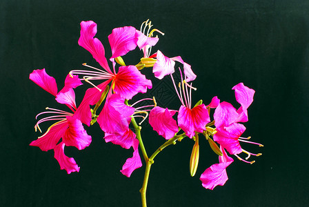 香港紫荆花logo巴比尼亚植物学粉色植物花园黑色背景热带材料植物群紫荆花背景