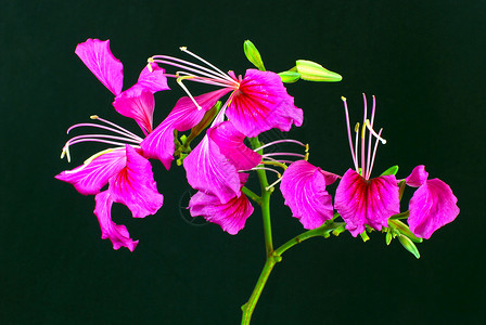香港紫荆花logo巴比尼亚紫荆花材料热带黑色粉色花园植物群植物学背景植物背景