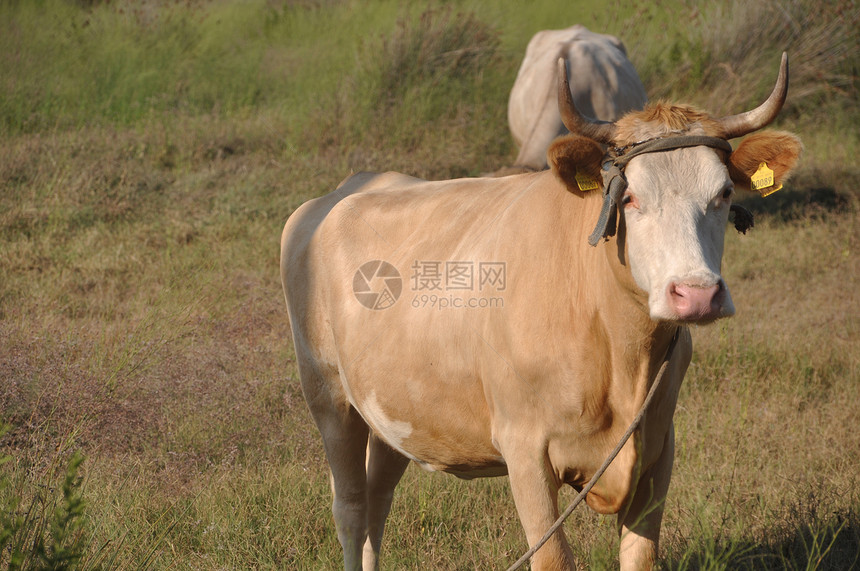 棕牛女性乡村家畜成人农村棕色动物哺乳动物场景农场图片