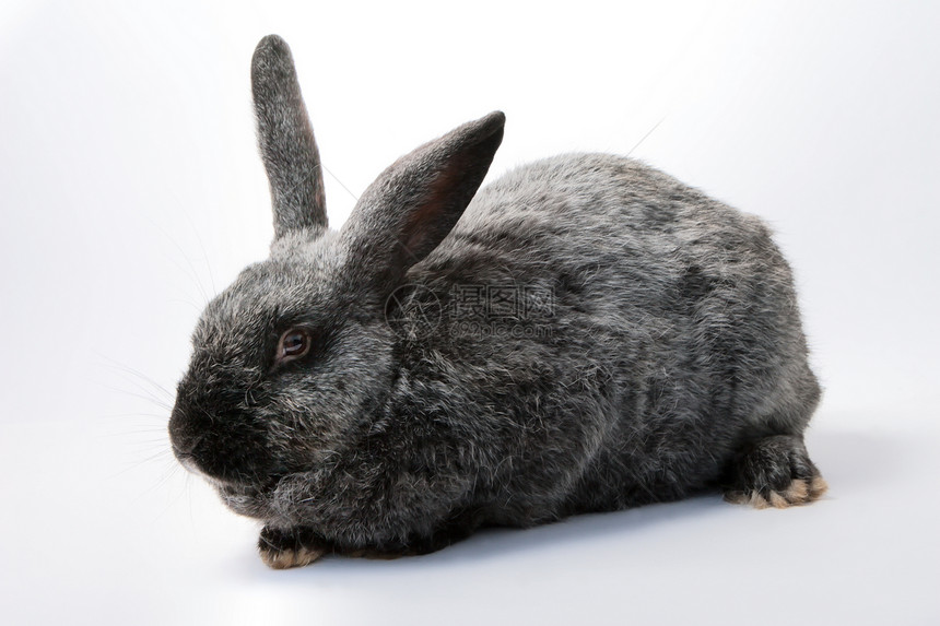 灰兔灰色头发兔子毛皮宠物黄褐色图片