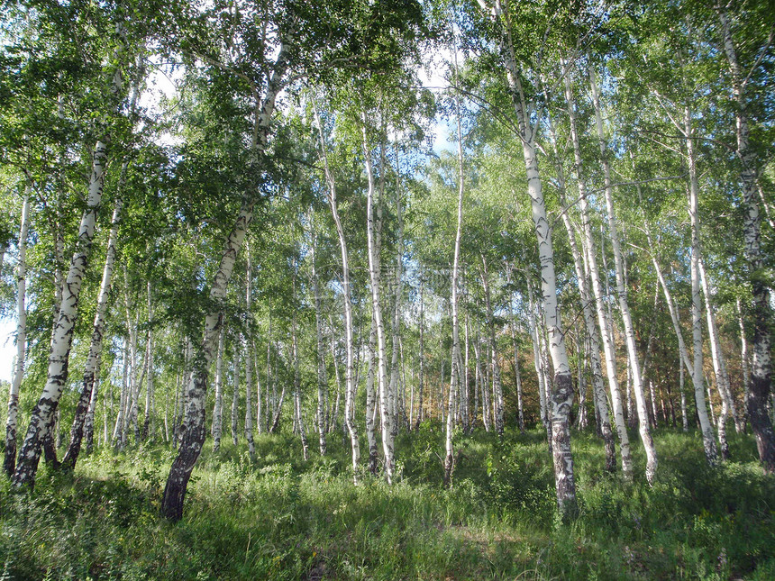 Birch木材 4图片