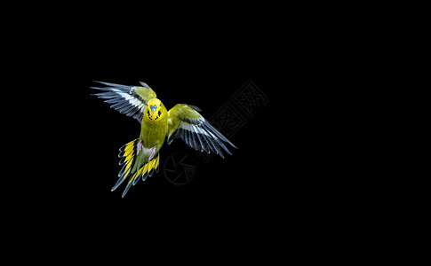 黄色载卸车巴吉Budgie鸟类翅膀蓝色航班热带绿色黄色羽毛黑色宠物背景