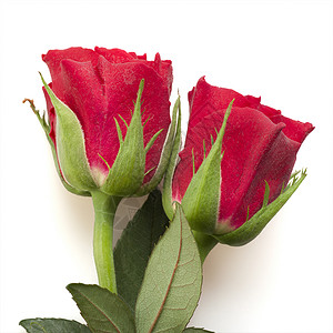 两个红玫瑰感情玫瑰植物植物学红色花瓣植物群背景图片
