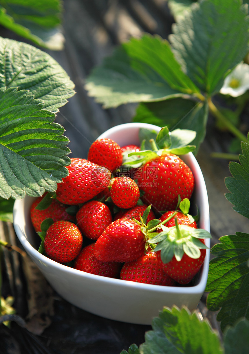 以心脏形状的草莓碗茶点团体收获叶子季节种子农民生长采摘种植园图片