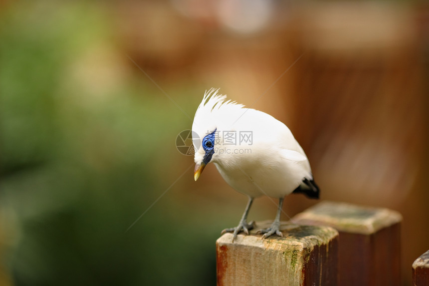 巴厘星居住雨林白色森林羽毛眼睛木头蓝色雀斑动物园图片