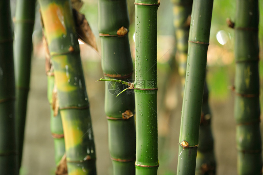 竹子花园丛林运气森林生活植物木头热带环境叶子图片