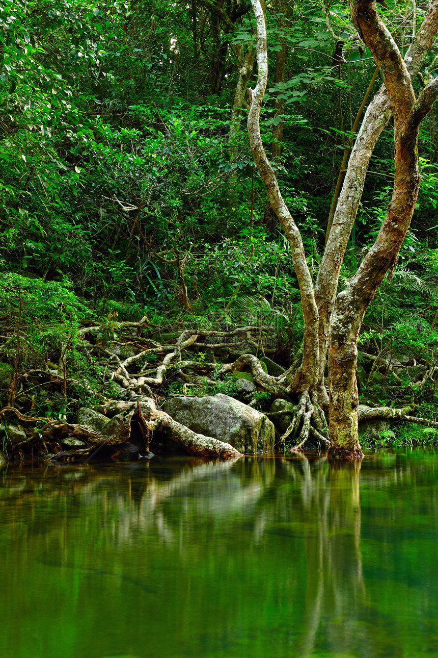 森林中的水石头森林热带荒野丛林流动岩石公园瀑布力量图片