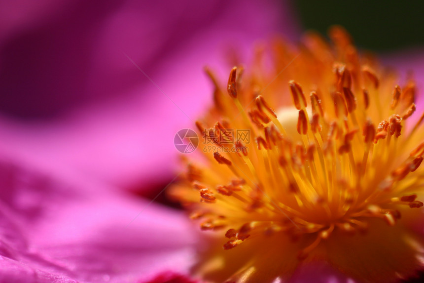 粉红摇滚衬套宏观花朵植物紫红色灌木花瓣花园兰花荒野图片