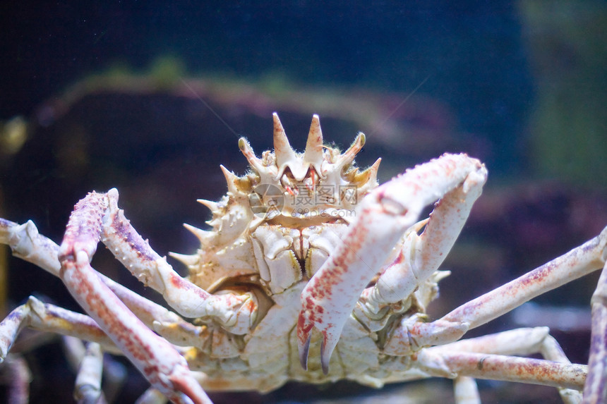 大螃蟹螃蟹宏观动物园甲壳水族馆眼睛沿海海滩动物贝类图片
