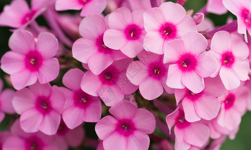 粉红色的福禄考花背景图片