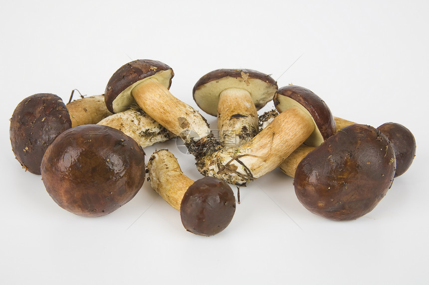 白色背景的少量食用蘑菇营养森林食物图片