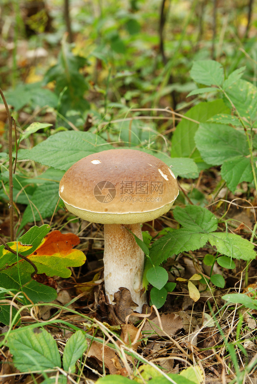 蘑菇采摘蔬菜雨后春笋香味叶子森林烹饪香料植物群森林床图片