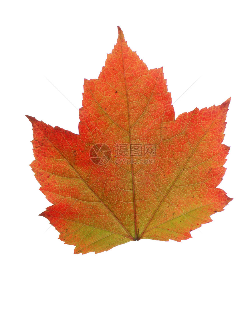 秋叶叶树叶季节性植物橙子红色绿色图片
