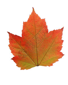 秋叶叶树叶季节性植物橙子红色绿色背景图片