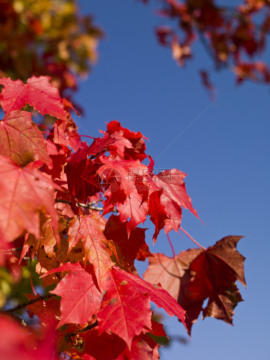 红秋叶黄色色彩叶子红色枫树蓝色阴影森林天空植物图片