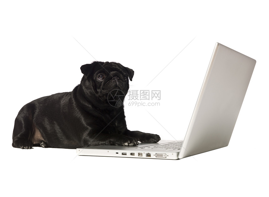 电脑上的黑狗犬类笔记本黑色沟通水平小狗对象影棚机动性动物图片