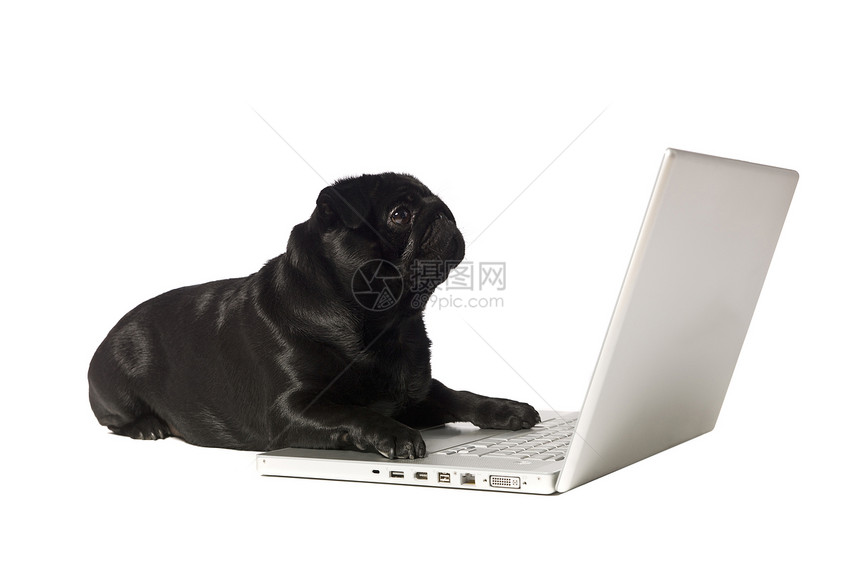 电脑上的黑狗影棚技术小狗黑色沟通动物犬类水平笔记本对象图片