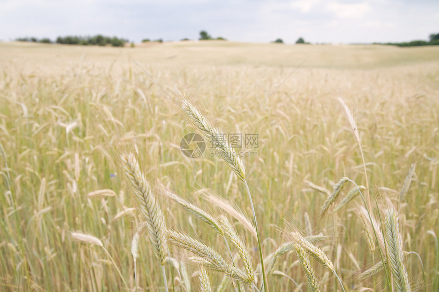 金金产量黄色稻草场地农民粮食天空晴天农村植物金子图片