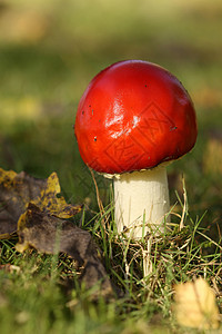 拖脚凳红色宏观季节白色毒菌背景图片