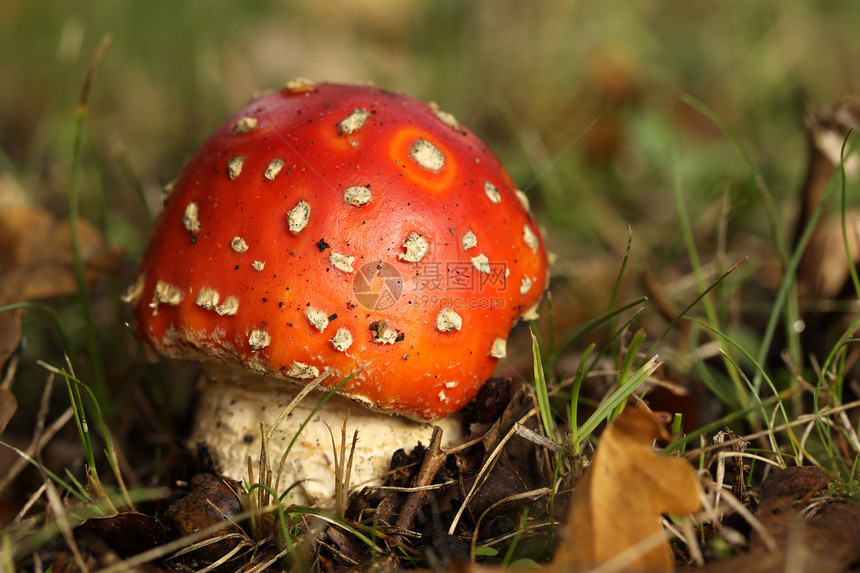 拖脚凳毒菌季节白色宏观红色图片