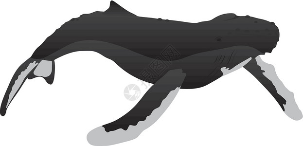 Humback 鲸哺乳动物白色黑色背景图片