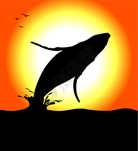 Humpack 鲸鱼跳跃太阳黑色橙子日落哺乳动物背景图片