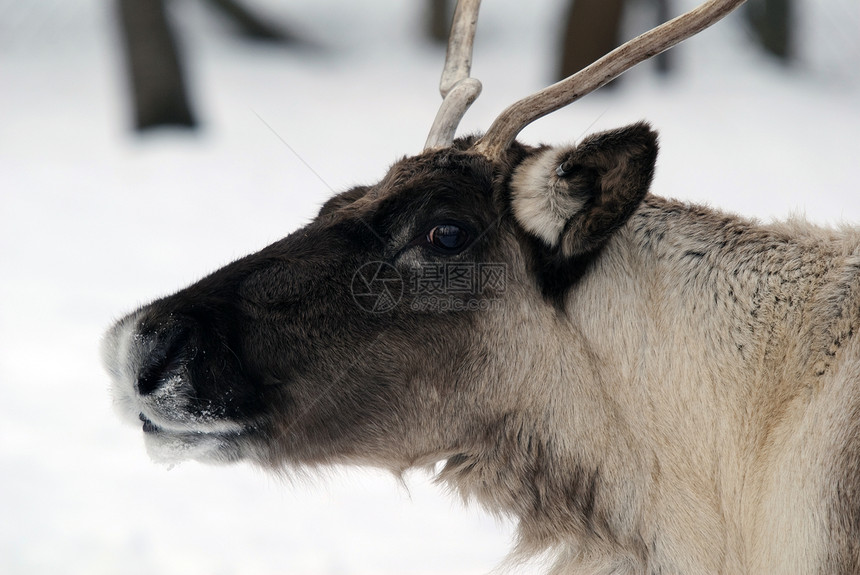 驯鹿动物野生动物白色哺乳动物鹿角图片