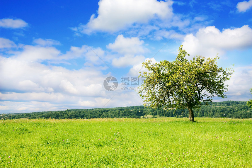 夏季风景孤独场地太阳土地季节环境场景蓝色地平线牧场图片