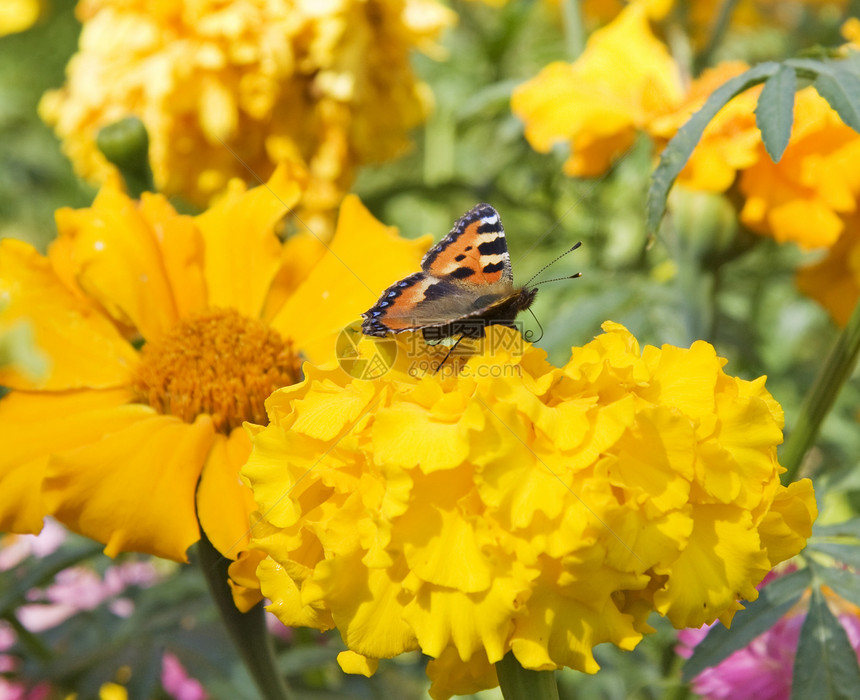 蝴蝶在花朵上昆虫鳞翅目黑色红色橙子优雅雏菊宏观黄色植物图片