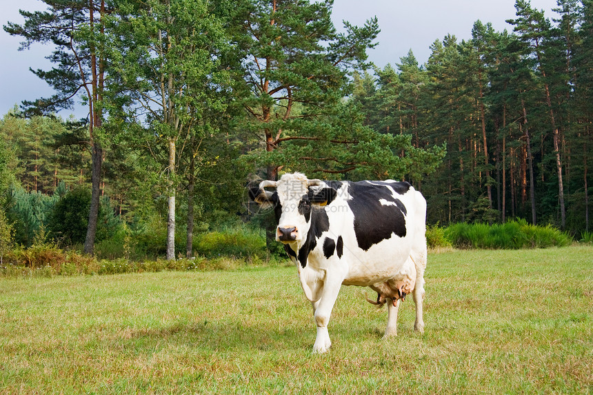 在草原上的白牛和白牛哺乳动物家畜绿色黑色农业场景天空动物场地乡村图片