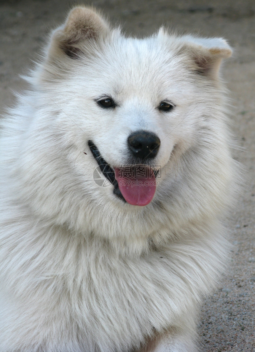 混血狗友谊萨摩耶白色小狗鼻子气候眼睛哺乳动物宠物雪橇图片