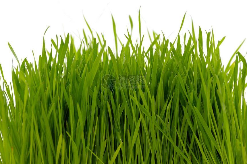 白色背景上的青草季节园艺草地生长场地植物叶子宏观环境绿色图片
